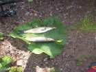 foto/diskuze/z_lovu/2007/th-img12300.jpg