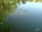 foto/diskuze/z_lovu/2007/th-img12353.jpg