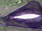 foto/diskuze/z_lovu/2007/th-img12508.jpg