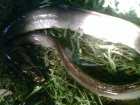 foto/diskuze/z_lovu/2007/th-img12553.jpg