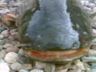 foto/diskuze/z_lovu/2007/th-img12696.jpg
