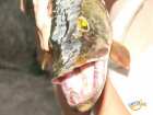 foto/diskuze/z_lovu/2007/th-img12744.jpg