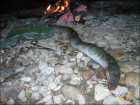 foto/diskuze/z_lovu/2007/th-img13024.jpg