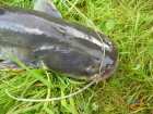 foto/diskuze/z_lovu/2007/th-img13060.jpg