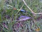 foto/diskuze/z_lovu/2007/th-img13106.jpg