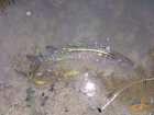 foto/diskuze/z_lovu/2007/th-img13125.jpg