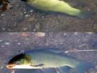 foto/diskuze/z_lovu/2007/th-img13206.jpg