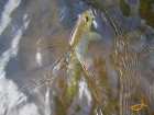 foto/diskuze/z_lovu/2007/th-img13286.jpg