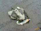 foto/diskuze/z_lovu/2007/th-img13294.jpg
