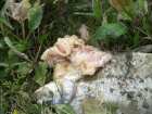 foto/diskuze/z_lovu/2007/th-img13306.jpg