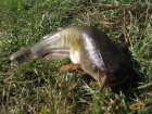 foto/diskuze/z_lovu/2007/th-img13501.jpg