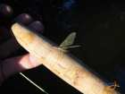foto/diskuze/z_lovu/2007/th-img13504.jpg