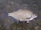 foto/diskuze/z_lovu/2007/th-img13536.jpg