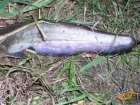 foto/diskuze/z_lovu/2007/th-img13632.jpg