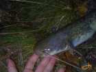 foto/diskuze/z_lovu/2007/th-img13642.jpg