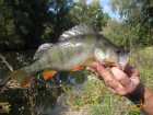 foto/diskuze/z_lovu/2007/th-img14102.jpg