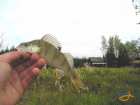 foto/diskuze/z_lovu/2007/th-img14125.jpg