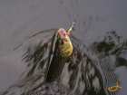 foto/diskuze/z_lovu/2007/th-img14345.jpg