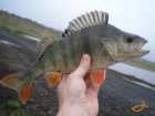 foto/diskuze/z_lovu/2007/th-img14356.jpg
