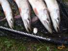 foto/diskuze/z_lovu/2007/th-img14406.jpg