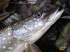 foto/diskuze/z_lovu/2007/th-img14572.jpg