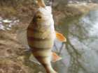 foto/diskuze/z_lovu/2007/th-img14727.jpg