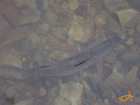 foto/diskuze/z_lovu/2007/th-img14811.jpg