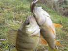 foto/diskuze/z_lovu/2007/th-img14879.jpg