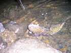 foto/diskuze/z_lovu/2007/th-img14955.jpg