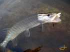 foto/diskuze/z_lovu/2007/th-img15479.jpg