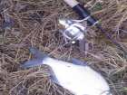 foto/diskuze/z_lovu/2008/th-img15833.jpg