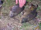 foto/diskuze/z_lovu/2008/th-img16011.jpg