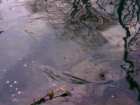 foto/diskuze/z_lovu/2008/th-img16017.jpg