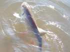 foto/diskuze/z_lovu/2008/th-img16157.jpg