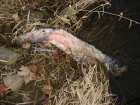foto/diskuze/z_lovu/2008/th-img16238.jpg