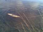 foto/diskuze/z_lovu/2008/th-img16242.jpg