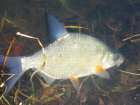 foto/diskuze/z_lovu/2008/th-img16262.jpg