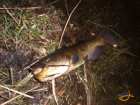 foto/diskuze/z_lovu/2008/th-img16590.jpg