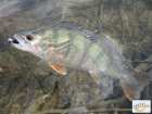 foto/diskuze/z_lovu/2008/th-img17215.jpg