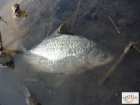 foto/diskuze/z_lovu/2008/th-img17231.jpg