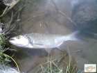 foto/diskuze/z_lovu/2008/th-img17325.jpg