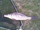 foto/diskuze/z_lovu/2008/th-img17658.jpg
