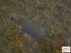 foto/diskuze/z_lovu/2008/th-img17744.jpg