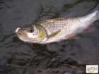 foto/diskuze/z_lovu/2008/th-img17844.jpg