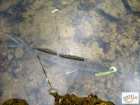 foto/diskuze/z_lovu/2008/th-img17930.jpg