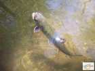 foto/diskuze/z_lovu/2008/th-img18004.jpg