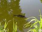 foto/diskuze/z_lovu/2008/th-img18134.jpg