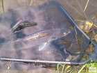 foto/diskuze/z_lovu/2008/th-img18152.jpg
