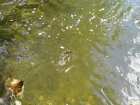 foto/diskuze/z_lovu/2008/th-img18168.jpg