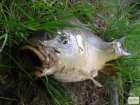 foto/diskuze/z_lovu/2008/th-img18530.jpg